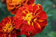Bounty Marigold - Type Of French Marigold Variety Blooming In Summer