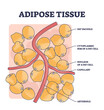Adipose tissue or body fat anatomical inner cell structure outline diagram. Labeled educational medical explanation with vacuole, cytoplasmic rim, nucleus, capillary and arteriole vector illustration.