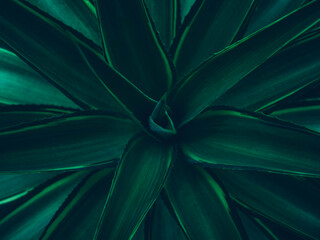 Poster - Green leaves Agave background evergreen tropical plants Dark tone
