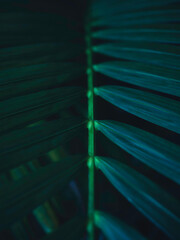 Aufkleber - Green leave Palm background evergreen tropical plants Dark tone