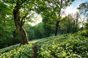 Canvas Print - Path through magical forest at sunrise, mysterious old trees, fantasy landscape.