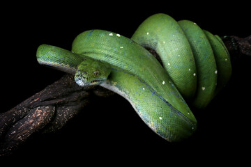 Wall Mural - green tree python snake on branch ready to attack
