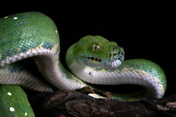 Wall Mural - green tree python snake on branch ready to attack
