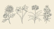 Set of hand drawn garden flowers. Chrysanthemum, amaryllis, clivia, azalea