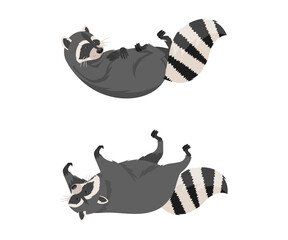 Wall Mural - cute funny raccoons front and side view set. wild furry forest animal lying on its back cartoon vect