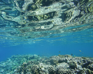 Canvas Print - Underwater background