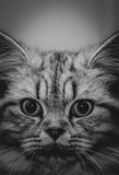 Fototapeta Koty - Half of persian cat head portrait black and white photo