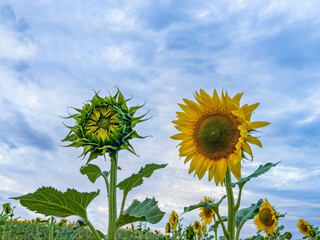 close up of two sunflowers, one completely open and the other closed, against a background of a blue sky, contrast between open and closed, winking eye similarity, lookalike, pareidolia