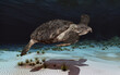 Meeresschildkröte Archelon