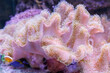 Big coral in aquarium closeup. Nature background
