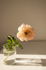 Wall Mural - Aesthetic luxury flowers composition. Elegant delicate peach peony flower in glass vase casting sunlight shadow on white table