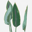 Cztery duże zielone liście na białym tle ilustracja