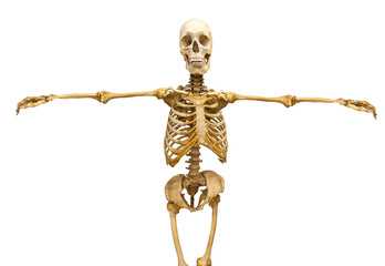 Poster - human skeleton with outstretched arms isolated on white background