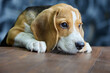 Hungry pleading look of the beagle puppy in the direction of the wooden table. Pretty thoroughbred dog begs