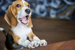 Contented face of a beagle puppy chewing something very tasty standing with its front paws on a dark wooden table
