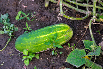 Wall Mural - A large green overripe cucumber in the garden.