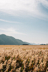 Wall Mural - Suncheonman Bay wetland reed field at autumn in Suncheon, Korea