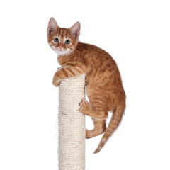 Aufkleber - Sweet little red house cat, hanging on top of beige sisal rope climbing and scratching post. Looking towards camera. Isolated on a white background.