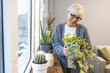 © Dragana Gordic - Senior Woman With Green Plants and Flowers Looking at windows. Senior woman planting flowers. Attractive middle aged woman with Potted Plant. Portrait Of Happy Mature Arranging Potted Plants