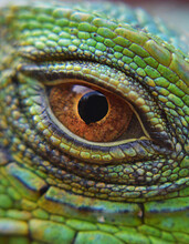 Ojo De Iguana , Parque Jurasico