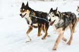 Fototapeta Psy - Leader of pack sled Husky dogs happy to run by snow path