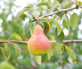 Wall Mural - one ripe pear on a tree