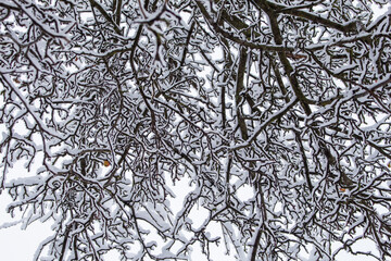 Sticker - branches under the snow..