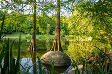 Germany, Bavaria, Munich, Cypress Trees Growing On Shore Of Mollsee Lake