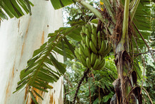 Zielone Banany Na Palmie Bananowca, Tropikalne Owoce W Dżungli. 