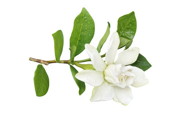 Wall Mural - Gardenia jasminoides, Cape Jasmin Flower with Green Leaves Isola