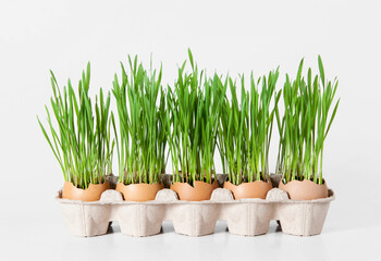 Growing young greens in eggshells. Easter decoration. Eco-friendly cultivation of seedlings on a white background