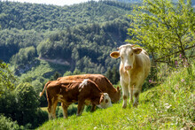 Humanely Raised Meat: Young Beef Cattle In A Meadow