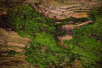 Texture Of Green Moss On The Tree