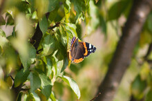 Red Admiral Butterfly On Green Leave Closeup View With Selective Focus On It