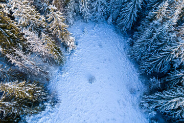 Wall Mural - Aerial view of coniferous forest covered with shiny snow in the middle of winter. Top view on snow-covered old spruce forest.