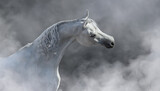 Fototapeta Konie - White arabian horse in light mist.