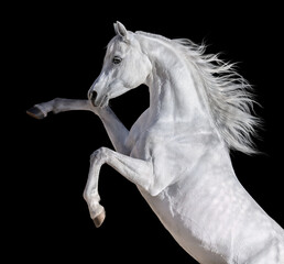 Canvas Print - White Arabian horse with long mane rearing up.