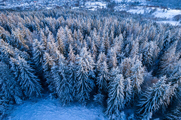 Wall Mural - Aerial view of coniferous forest covered with shiny snow in the middle of winter. Top view on snow-covered old spruce forest.