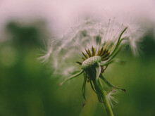 Close Up Of A Dandelion In The Wind