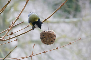 Wall Mural - Great tit with a ball of food in winter - Parus major