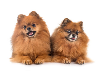 Sticker -  pomeranians in studio