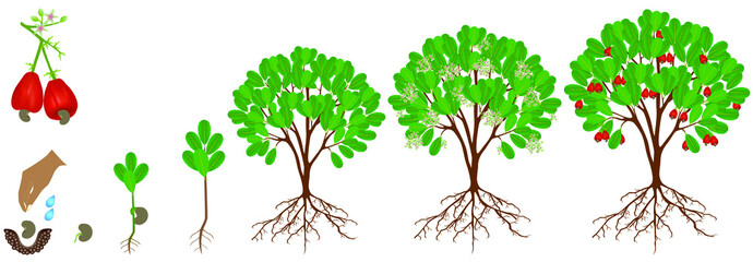 Poster - Cycle of growth of cashew plant on a white background.