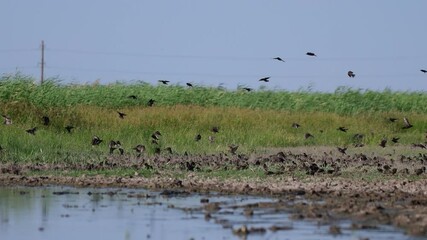 Poster - Flying birds. Bird species Common Starling. Sturnus vulgaris. A flock of birds flies and feeds near the lake.