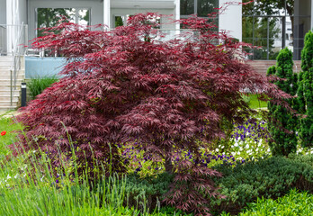 Beautiful red marple Acer palmatum