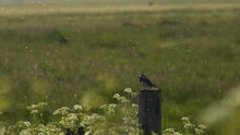 White Wagtail (Motacilla Alba) Surrounded By A Swarm Of Glowing Mosquitoes