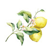 Watercolor lemon illustration. Hand painted tree branch with ripe fruits and green leaves, with pink flowers isolated on white background.