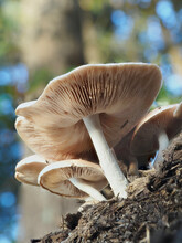 A Focus Stacked Closeup Image Looking Up At Wild Mushrooms Growing In The Woods