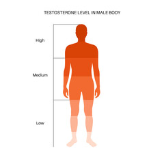 Sticker - Testosterone level chart