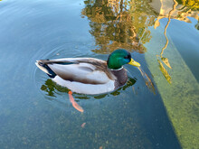 Mallard Duck Swimming On A Pond With Clear Water While Looking For Food