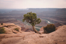 Lone Tree Overlooking Dead Horse Point In Utah